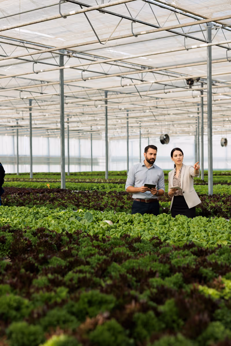 Founders cultivating produce in a hydroponic workspace
